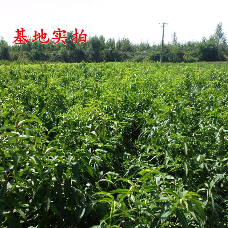 中华寿桃苗盆栽地栽果树苗桃树树苗当年结果南北方种植带土