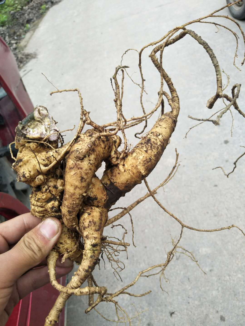 竹节参