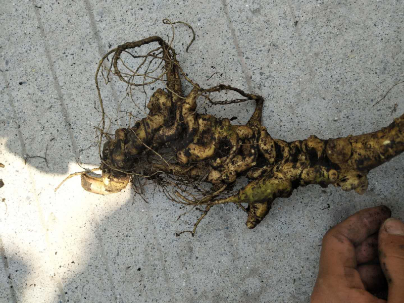 竹节参