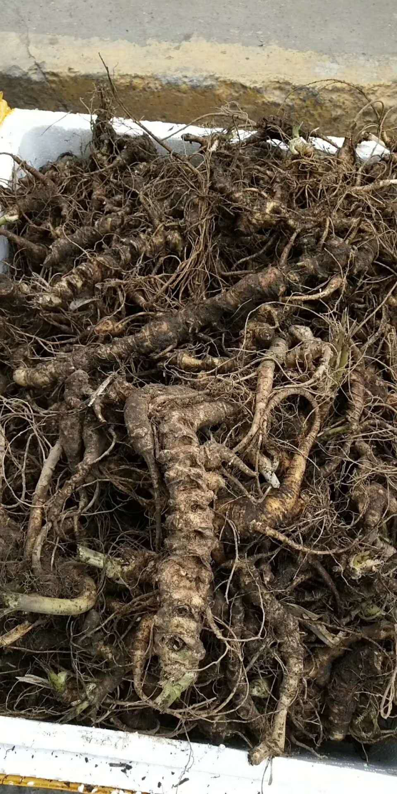 竹节参