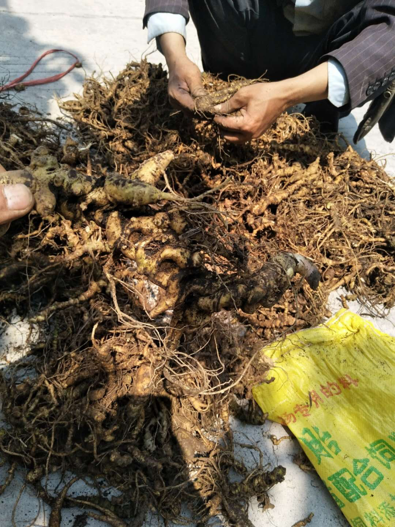 竹节参