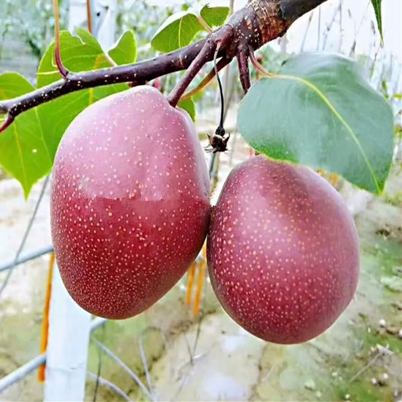 梨树苗南方北方种植早酥红梨树苗庭院盆栽地栽当年结果嫁接果