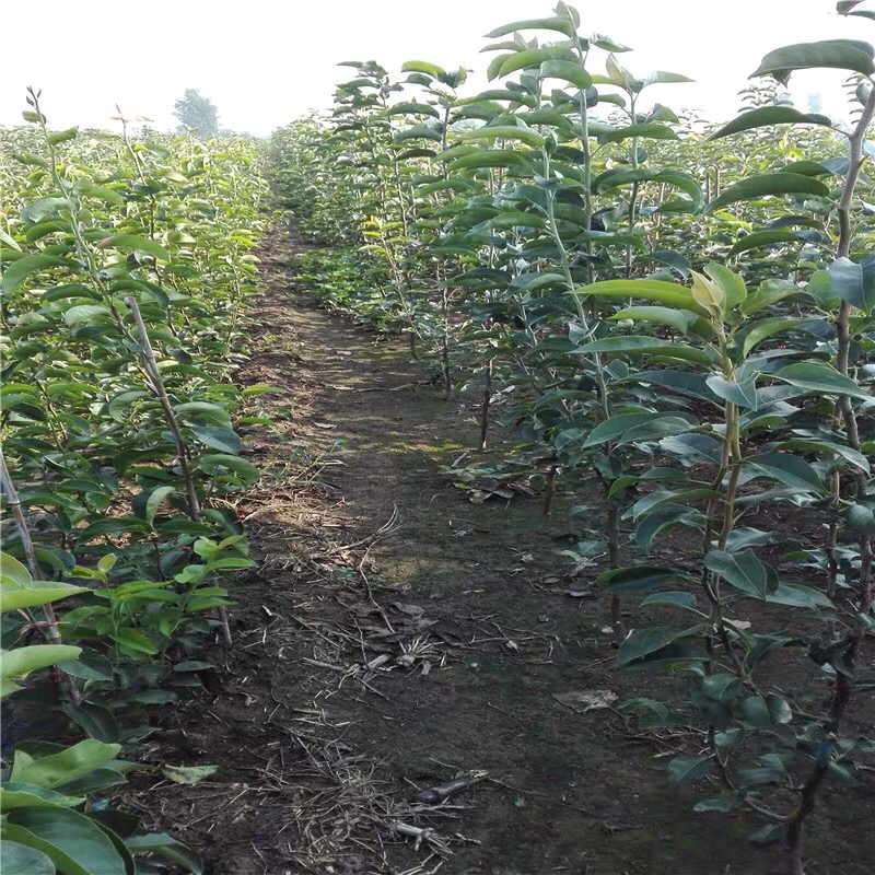 梨树苗南方北方种植早酥红梨树苗庭院盆栽地栽当年结果嫁接果