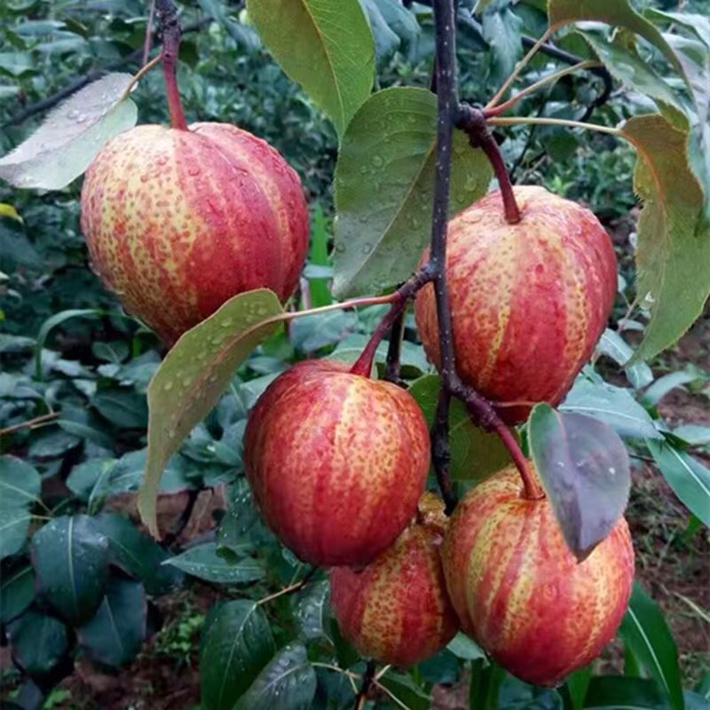 梨树苗南方北方种植早酥红梨树苗庭院盆栽地栽当年结果嫁接果