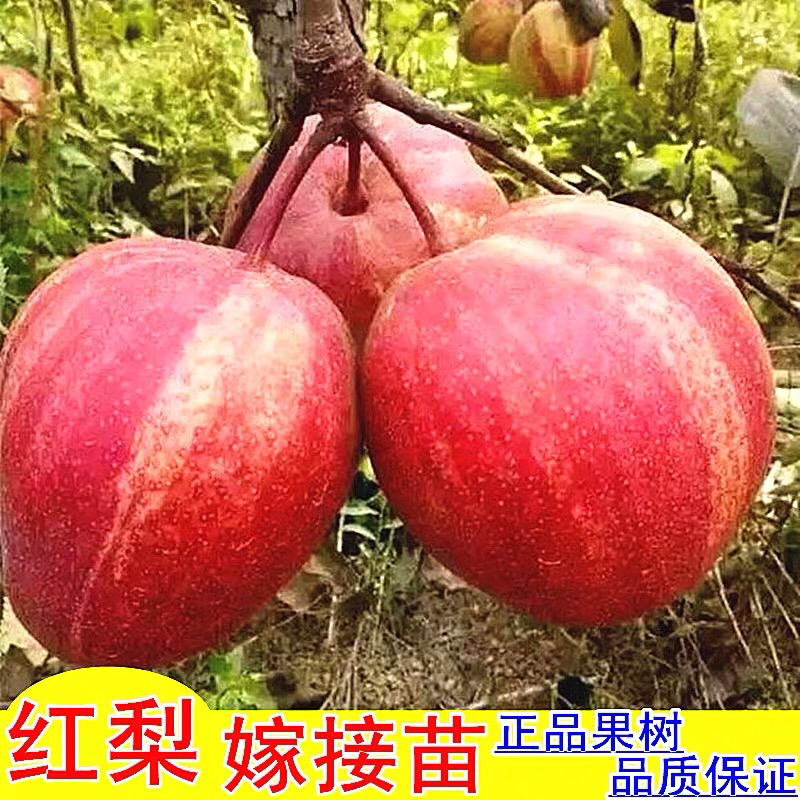 梨树苗南方北方种植早酥红梨树苗庭院盆栽地栽当年结果嫁接果