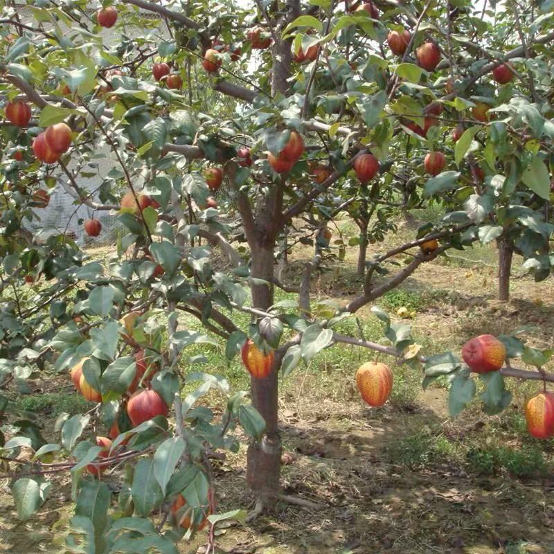 梨树苗南方北方种植早酥红梨树苗庭院盆栽地栽当年结果嫁接果