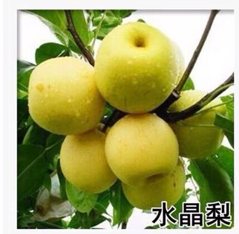 梨树苗南方北方种植黄金梨树苗庭院盆栽地栽当年结果嫁接果