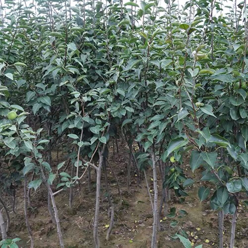 梨树苗南方北方种植黄金梨树苗庭院盆栽地栽当年结果嫁接果