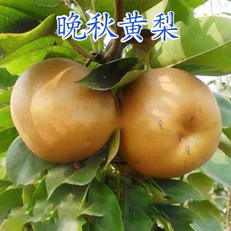 梨树苗南方北方种植晚秋黄梨梨树苗庭院盆栽地栽当年结果