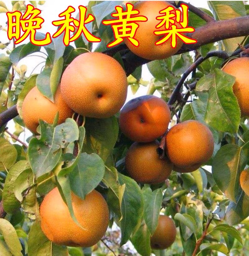 梨树苗南方北方种植晚秋黄梨梨树苗庭院盆栽地栽当年结果