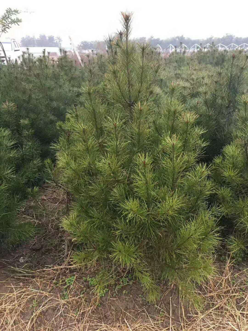 白皮松1.5米起步，各种规格都有，欢迎来咨询