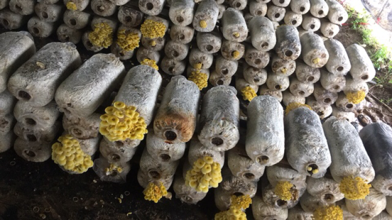 平菇菌种