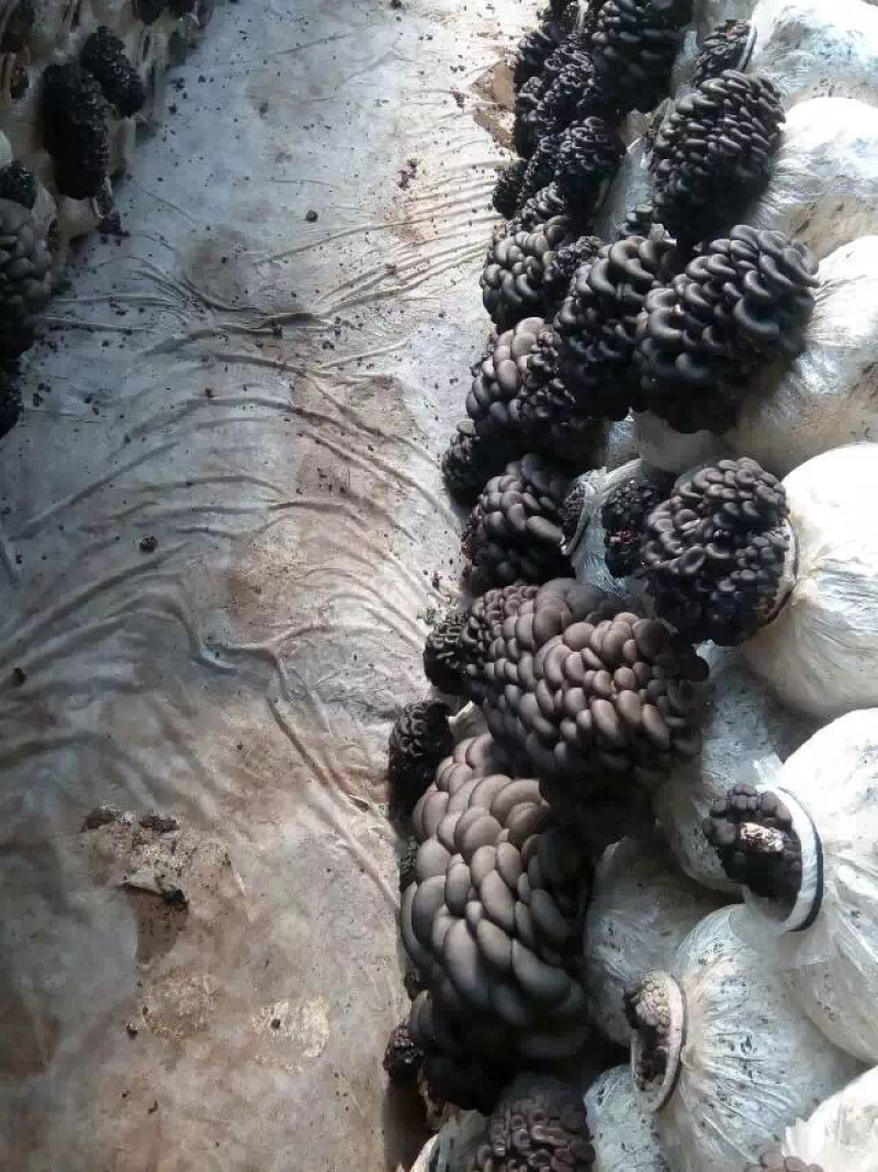 平菇菌种