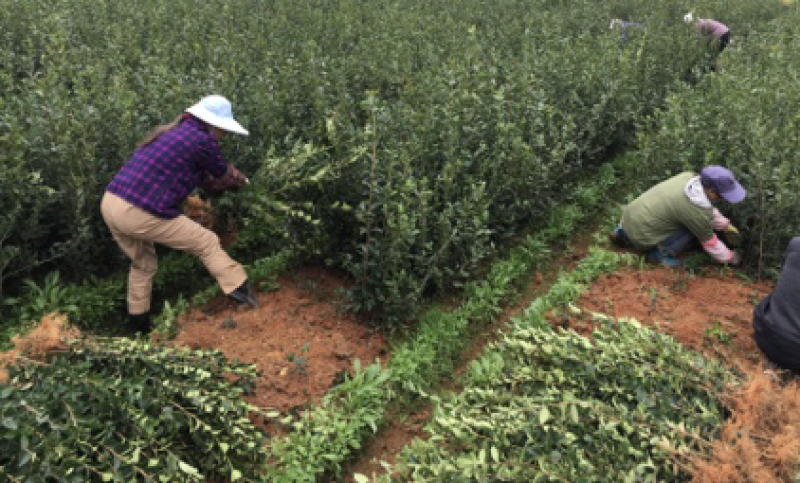 长林系列二年生油茶苗