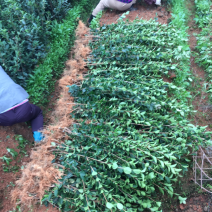 长林系列二年生油茶苗