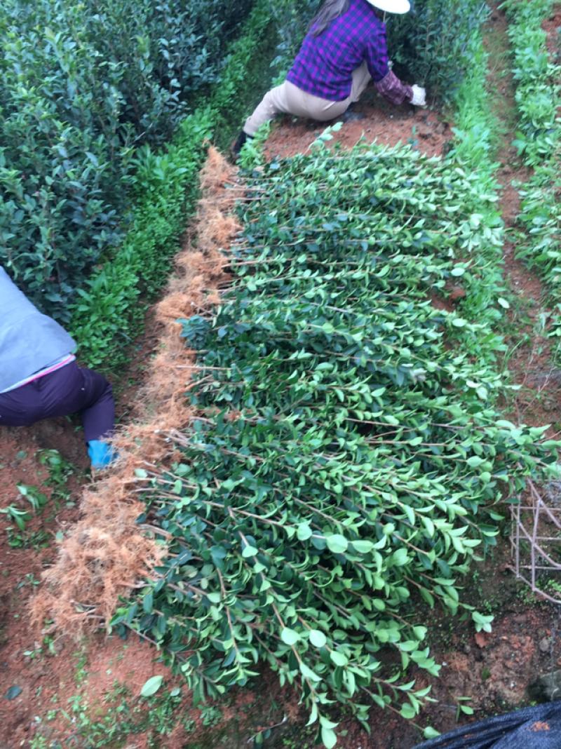 长林系列二年生油茶苗
