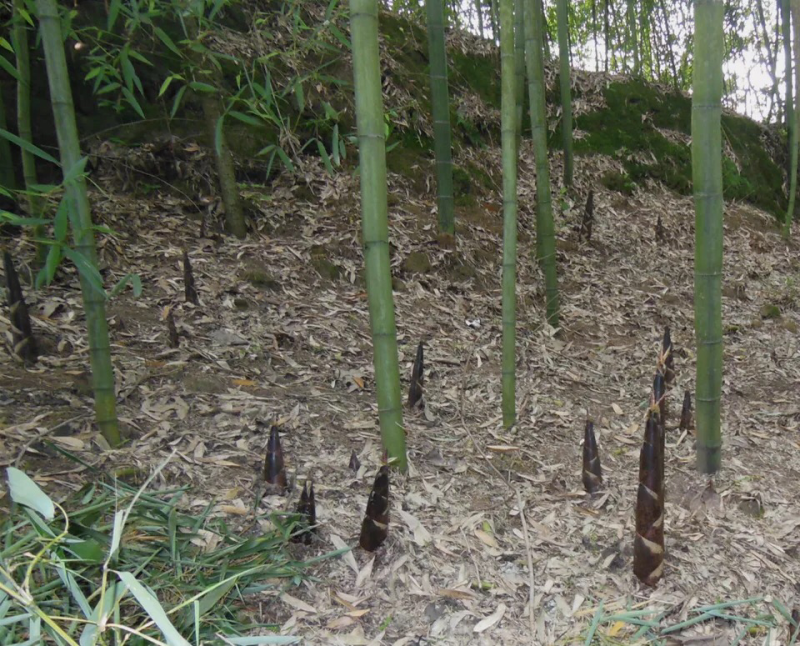 雷竹苗1~1.5m