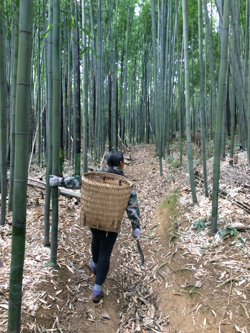 雷竹苗1~1.5m