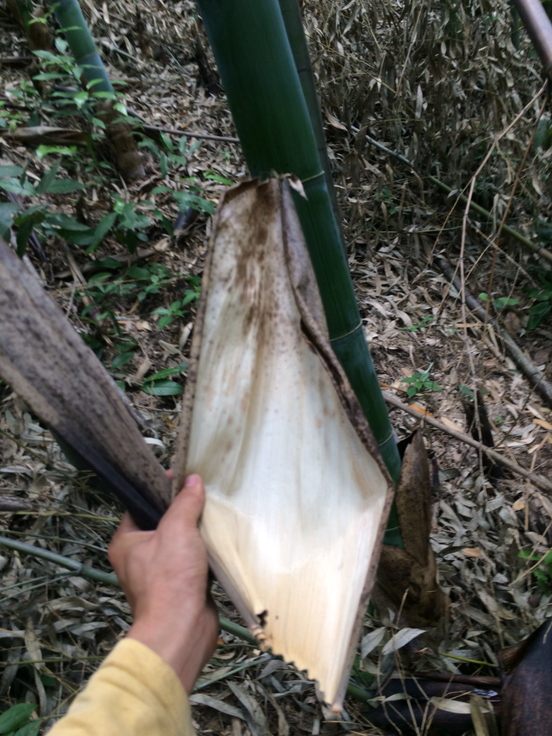 雷竹苗1~1.5m
