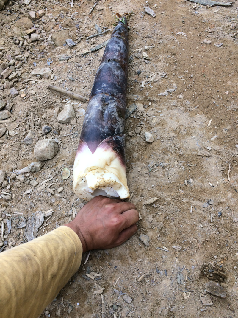 雷竹苗1~1.5m