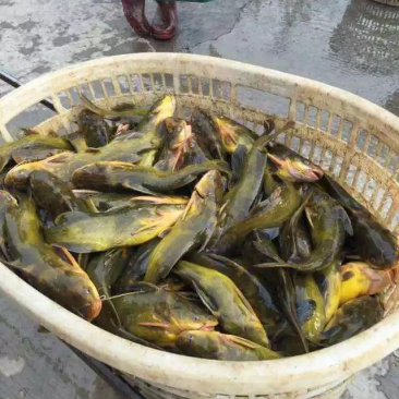 黄辣丁黄颡鱼黄骨鱼黄角丁淡水鱼苗养殖
