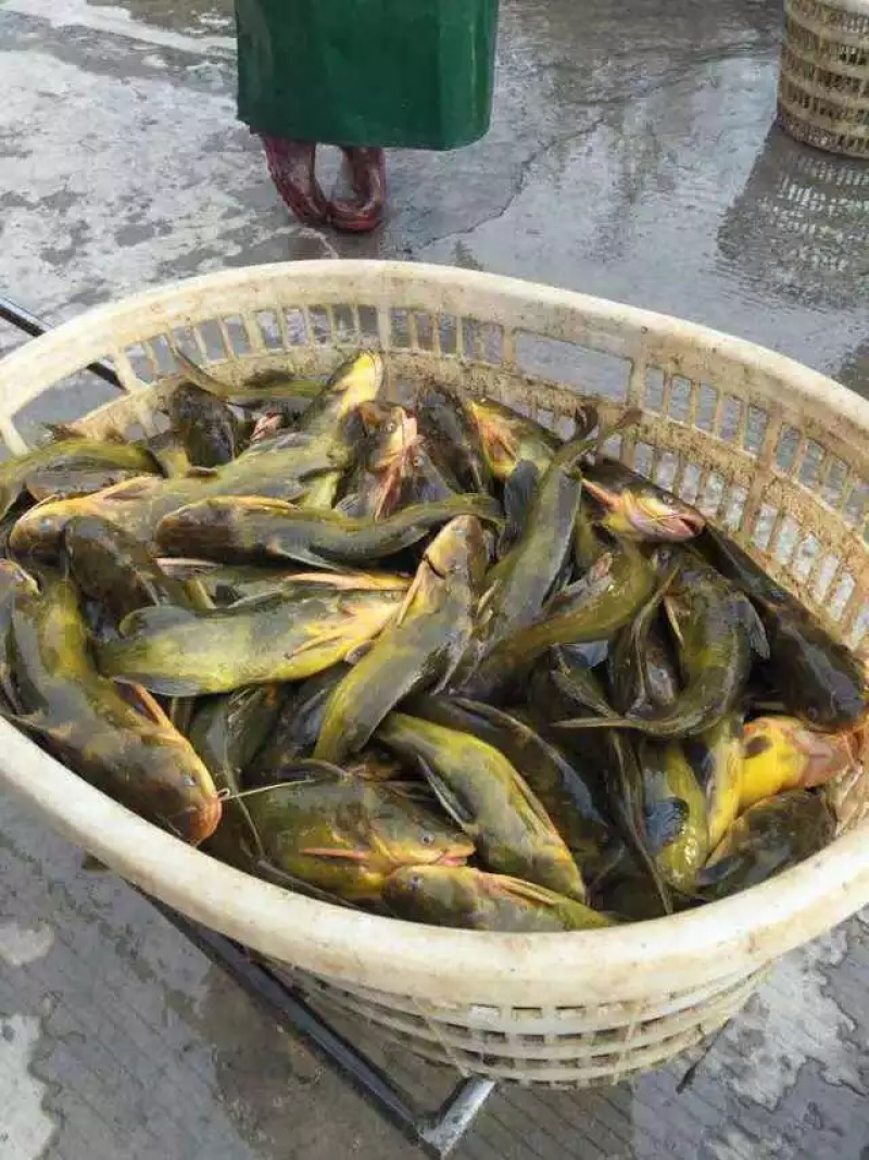 黄辣丁黄颡鱼黄骨鱼黄角丁淡水鱼苗养殖