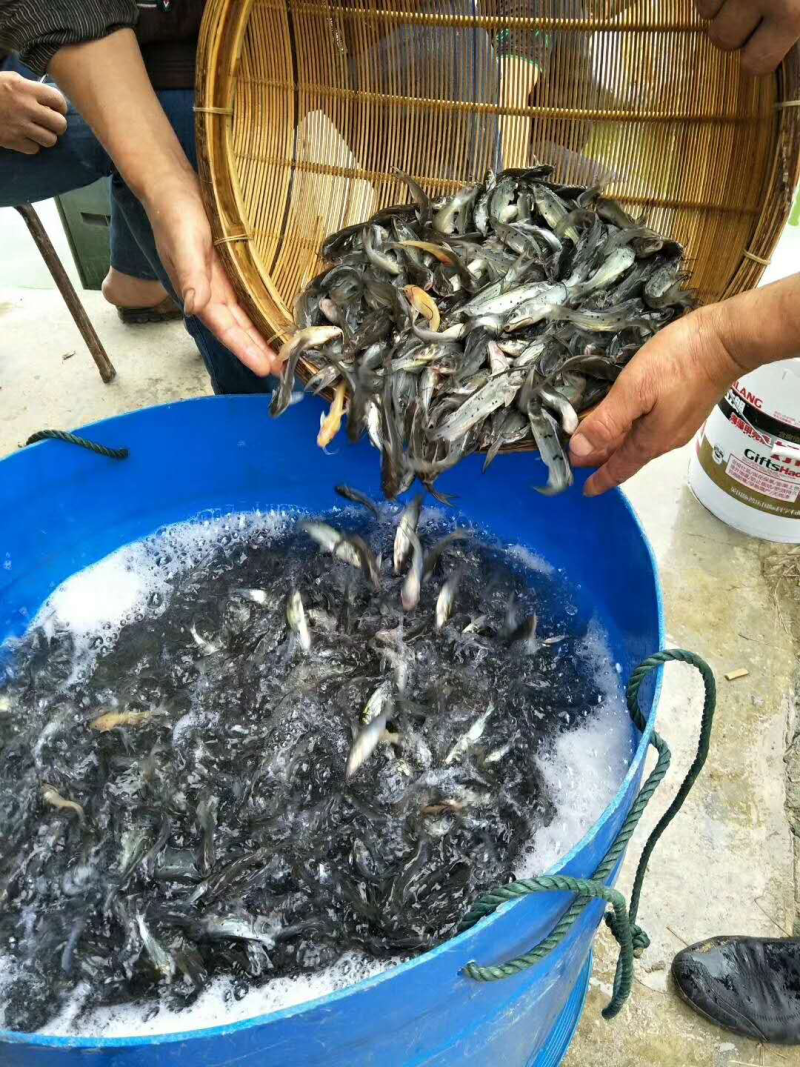 黄辣丁黄颡鱼黄骨鱼黄角丁淡水鱼苗养殖