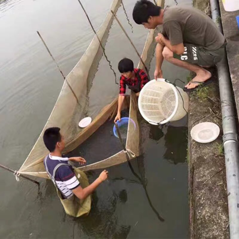 优质生鱼苗杂交黑鱼苗黑鱼苗活体乌鳢鱼苗乌鱼苗