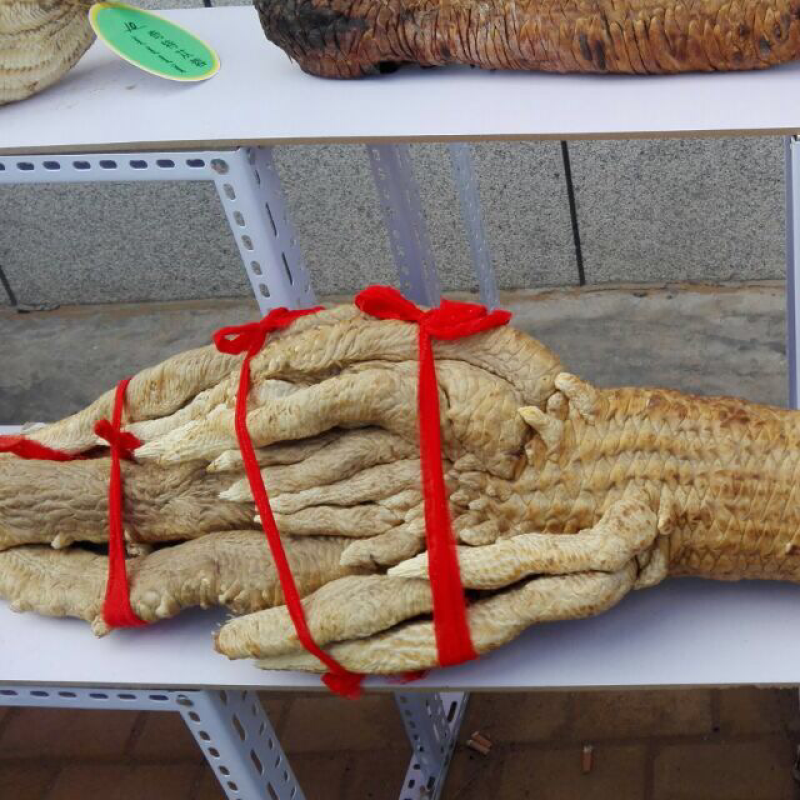 中国阿拉善双峰骆驼大量出售
