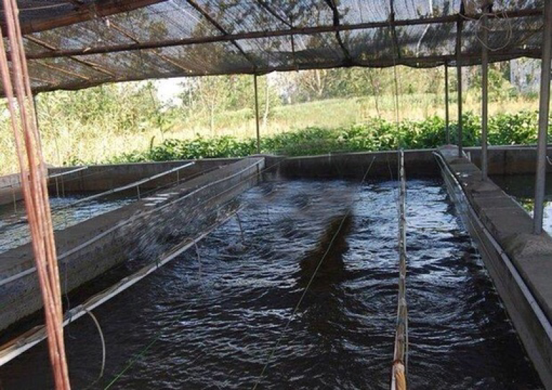 鲈鱼苗淡水路亚苗鲈鱼苗活体活体淡水鱼苗加州鲈鱼苗