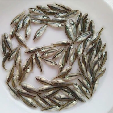 鲈鱼苗淡水路亚苗鲈鱼苗活体活体淡水鱼苗加州鲈鱼苗