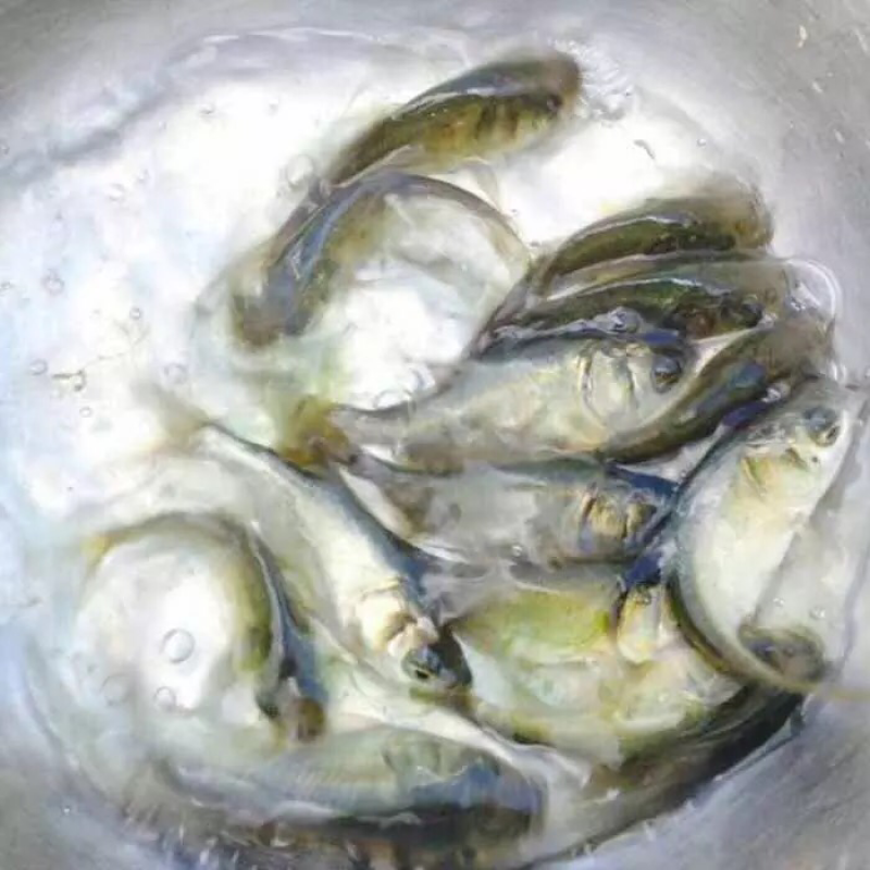 鲈鱼苗淡水路亚苗鲈鱼苗活体活体淡水鱼苗加州鲈鱼苗
