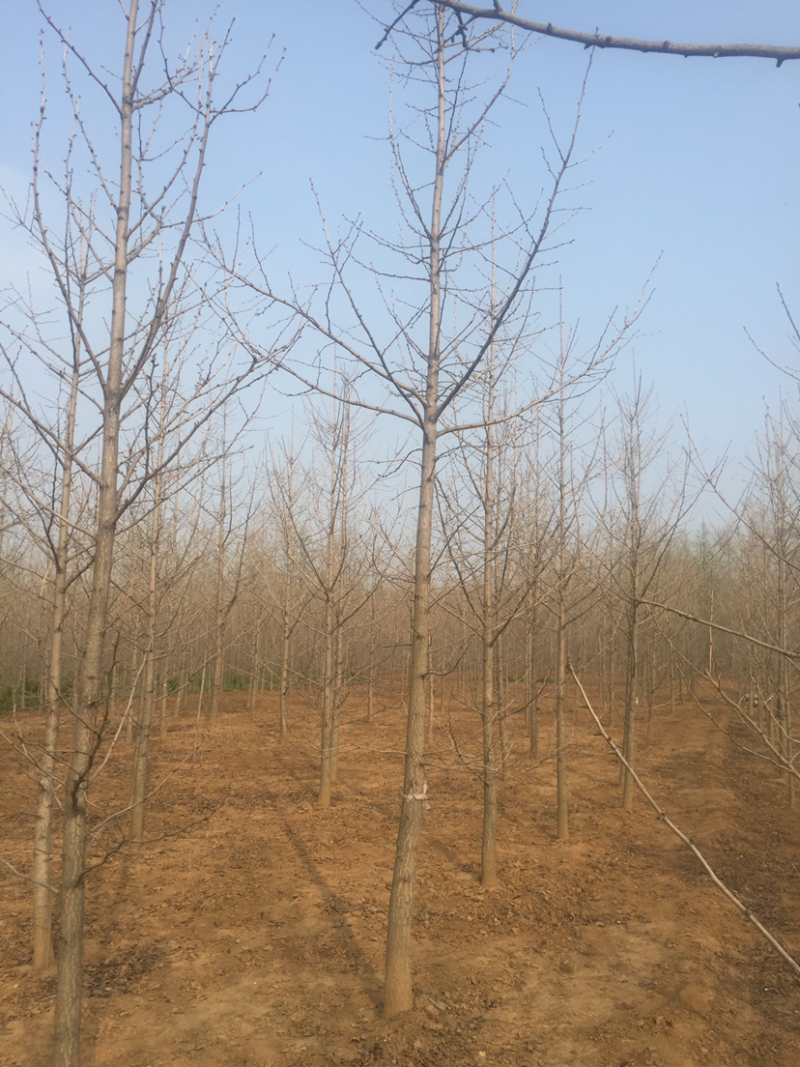 5公分银杏树常年供应1-60公分银杏实生树，嫁接树，