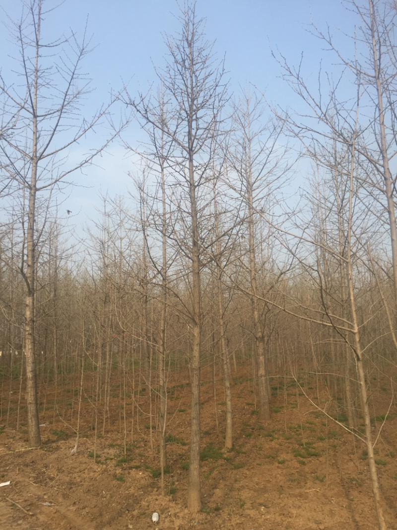 5公分银杏树常年供应1-60公分银杏实生树，嫁接树，