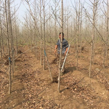 5公分银杏树常年供应1-60公分银杏实生树，嫁接树，