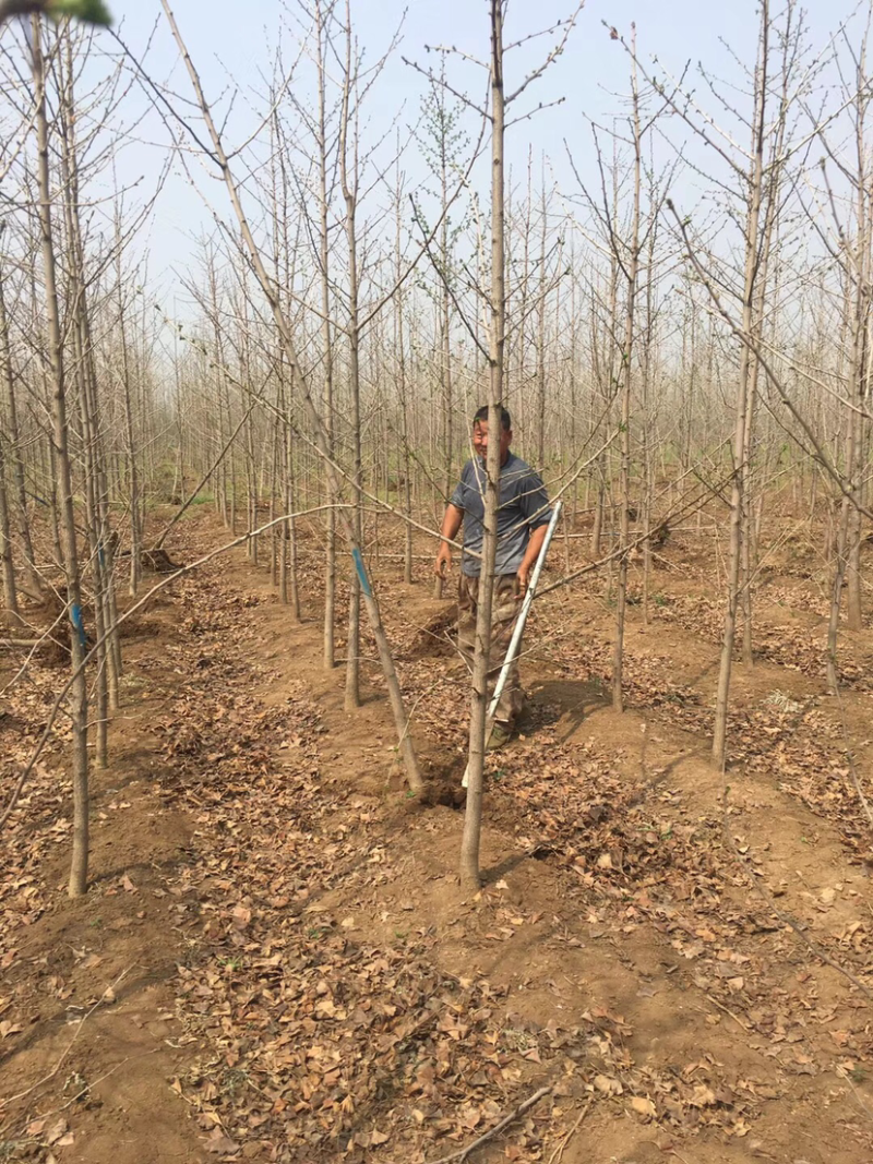 5公分银杏树常年供应1-60公分银杏实生树，嫁接树，