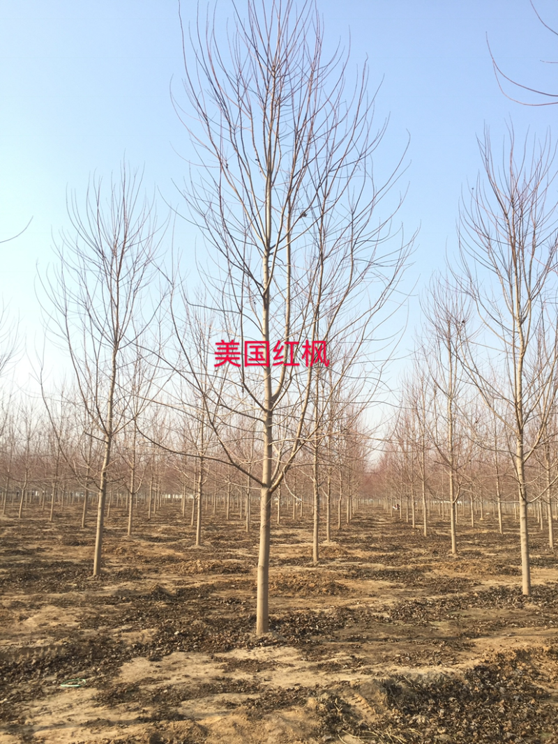 5公分美国红枫自产自销证件齐全