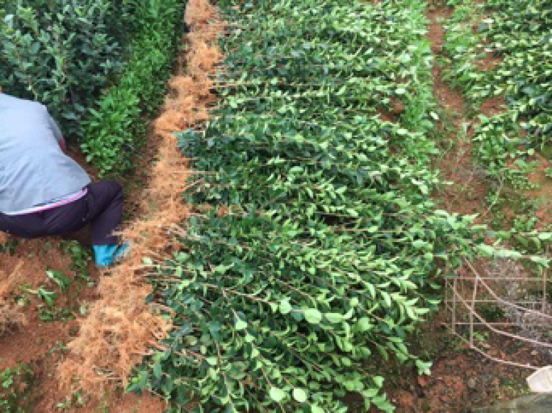 长林系列嫁接油茶苗，品种良