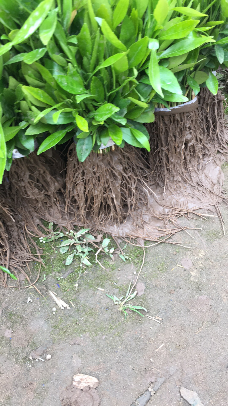 香橙软枝小叶香橙品种好的很