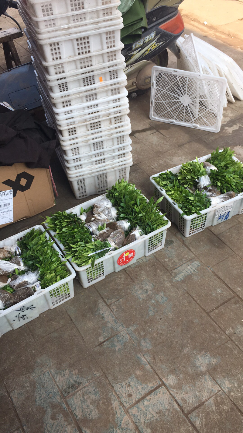 香橙软枝小叶香橙品种好的很