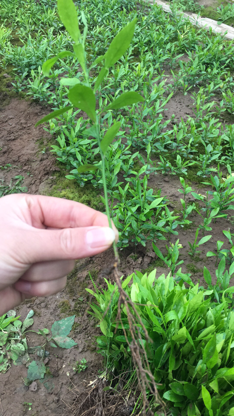 香橙软枝小叶香橙品种好的很