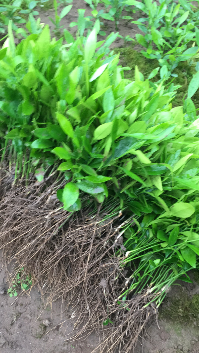 香橙软枝小叶香橙品种好的很