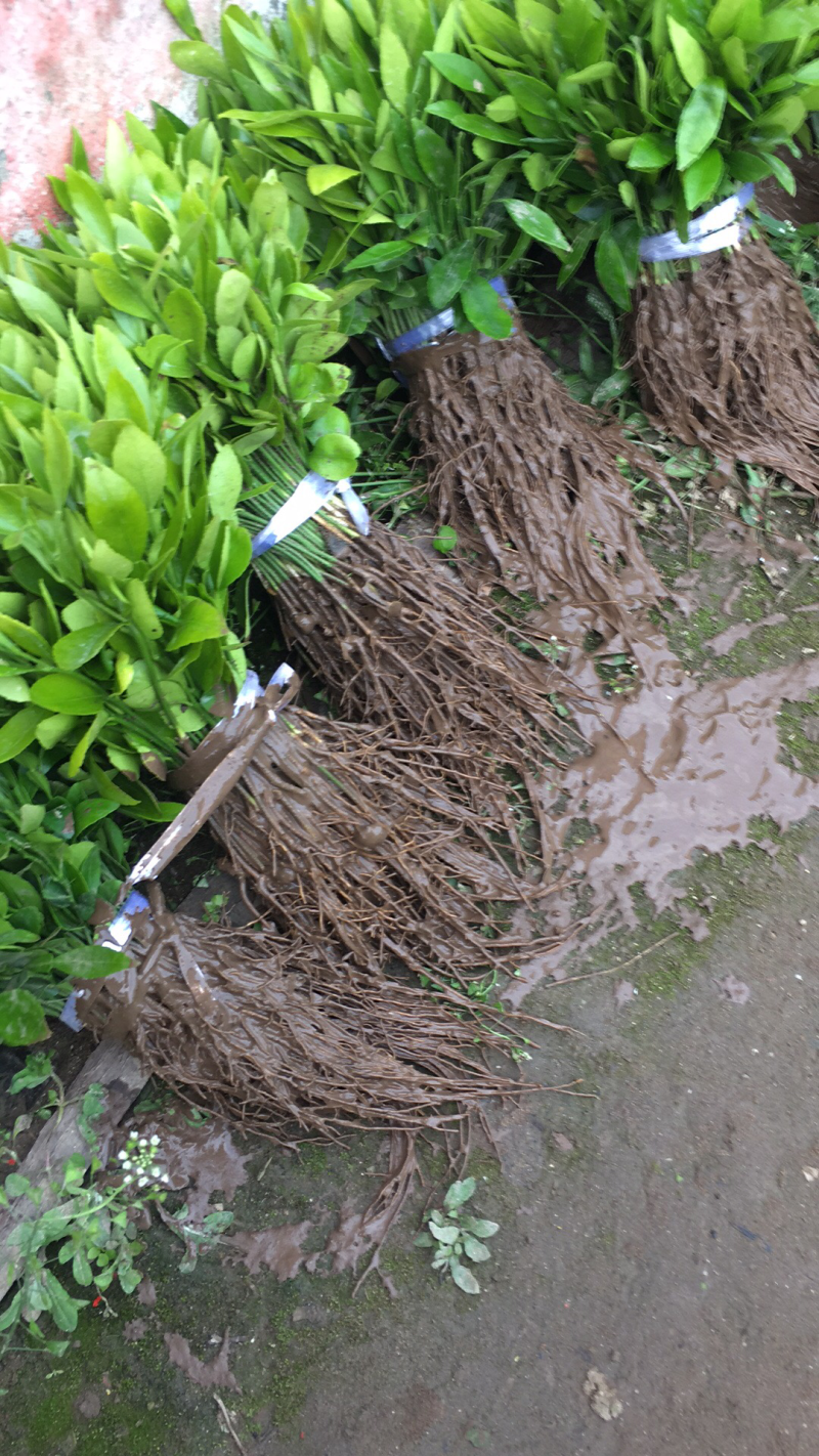 香橙软枝小叶香橙品种好的很