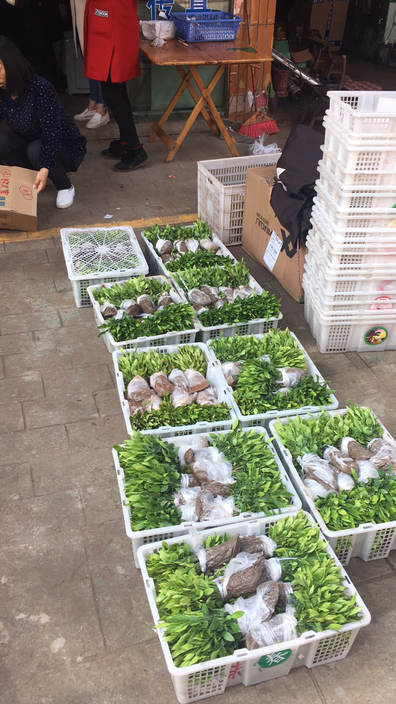 香橙软枝小叶香橙品种好的很