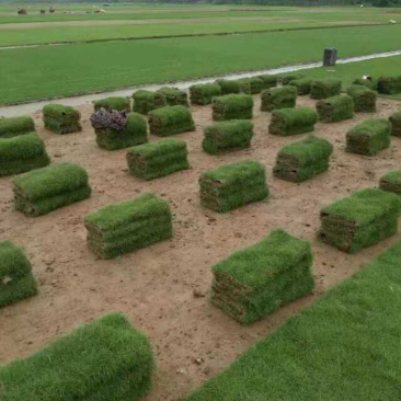 绿化草皮