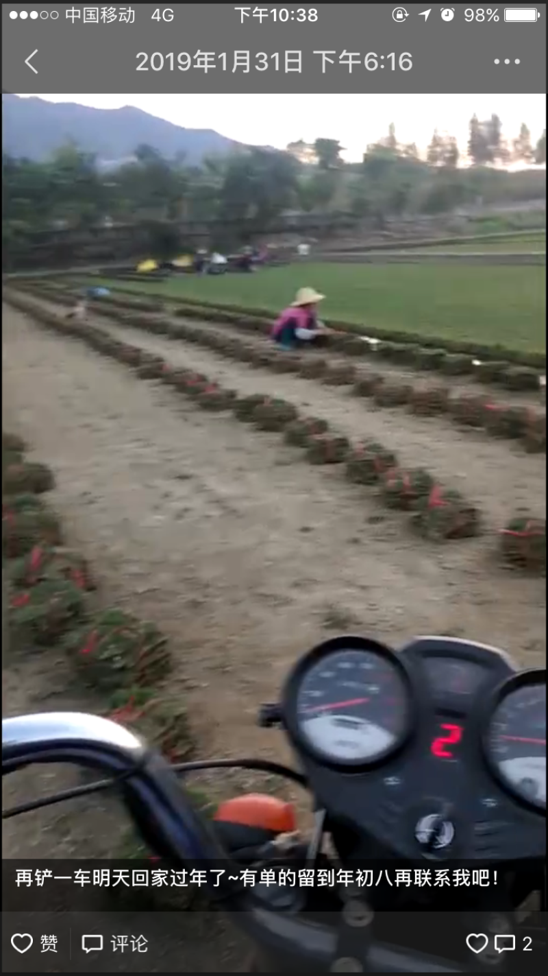 绿化草皮