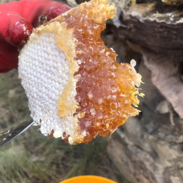 土蜂蜜纯正阿坝高原百花药材花蜜