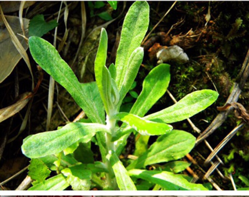 新鲜采摘野生鼠曲草福建清明果佛耳草绒毛草鼠鞠草鼠艾草