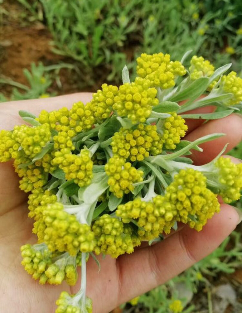 新鲜采摘野生鼠曲草福建清明果佛耳草绒毛草鼠鞠草鼠艾草