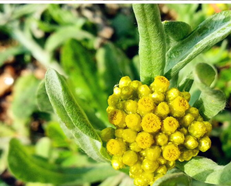 新鲜采摘野生鼠曲草福建清明果佛耳草绒毛草鼠鞠草鼠艾草